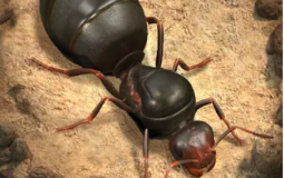 The Ants OSA tier list