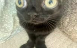 csd 2223 members and where they would hide at veterans park in a game of hide and seek/how they would play