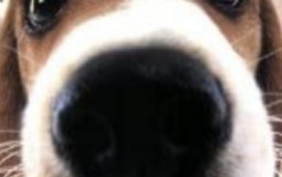 Thug Hunter:THE SHOW