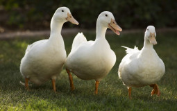 Bruce Springsteen songs