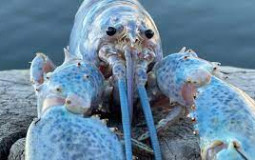 What is the best soda?