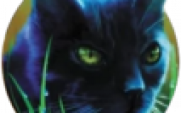 Warrior Cats Rankings