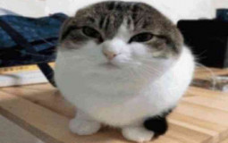 Tier list One Piece rp