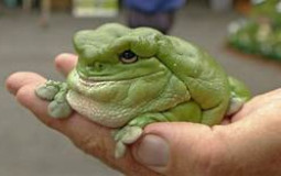 frog