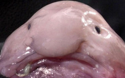 безалко дринки