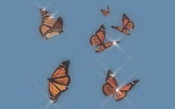 men i would risk it all for