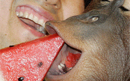 Strippers at Banana Split