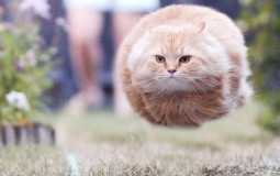 santis gf/talking stages tierlist