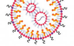 Functional Groups (Official)