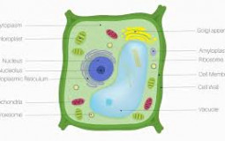 cell parts