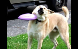 Apex legends legendary skin tier list