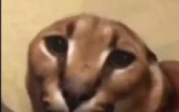 RolePlay Hell's Light