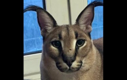 Slap Battles Gloves Tier List