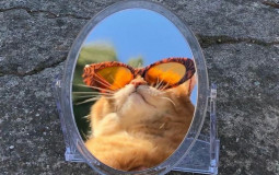 Películas que he visto mientras casi muero