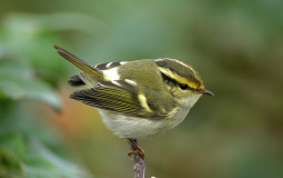 UK Warblers