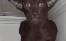 Whomane tier  list 8.c