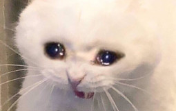 Phseeeen \ dating sim