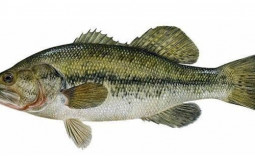North American Freshwater Fish