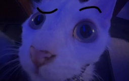 cosos que tengo en mi galería