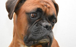 Gossos preferits MAMA