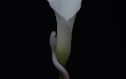 Animals as Leaders Parrhesia