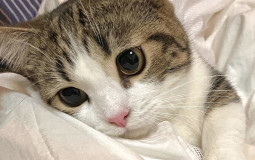 ally's cosmetic tier list