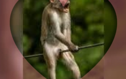 Ezra's Opinion Tier List