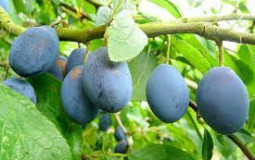 Fruit