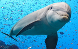 Cetacean Tier List