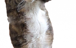 Best Saku Character Ever