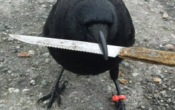 Tierlist on dwayne the CROC johnson