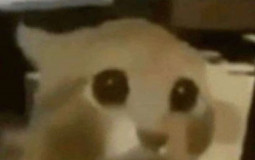 Chance that you win in a fistfight