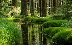 EMB Varo Tierlist neu