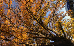 dylan obrien movie/show rankings