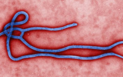 TOP 10 viruses