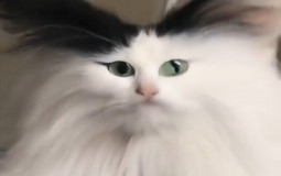 Тирлист преподов