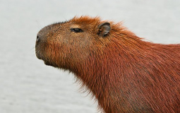 dark sous top bosses