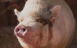 Schweine 20000