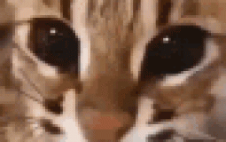 discorb servr tier list