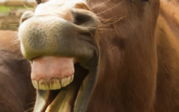 items do cavalo clicker