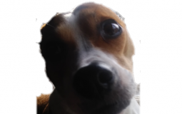 Least gay to most gay