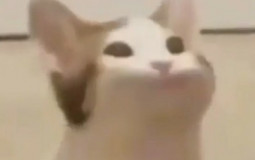 CALNAT TEACHER EXPERIENCE