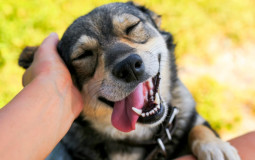 animals i would enjoy