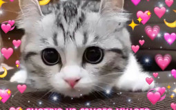 Персонажи, которые когда-либо нравились автору шаблона