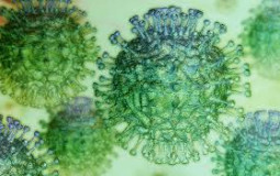 coronavirus pictures