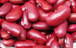 Bean