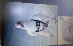 men that can get it like..