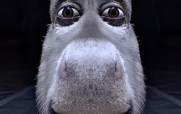 best pvp player in the crew