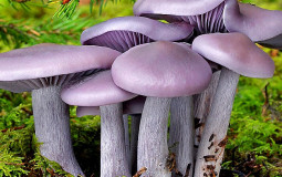 Edible Mushrooms