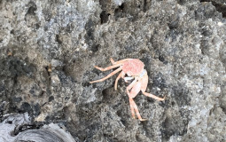 The Funny Dark Pictures Tierlist